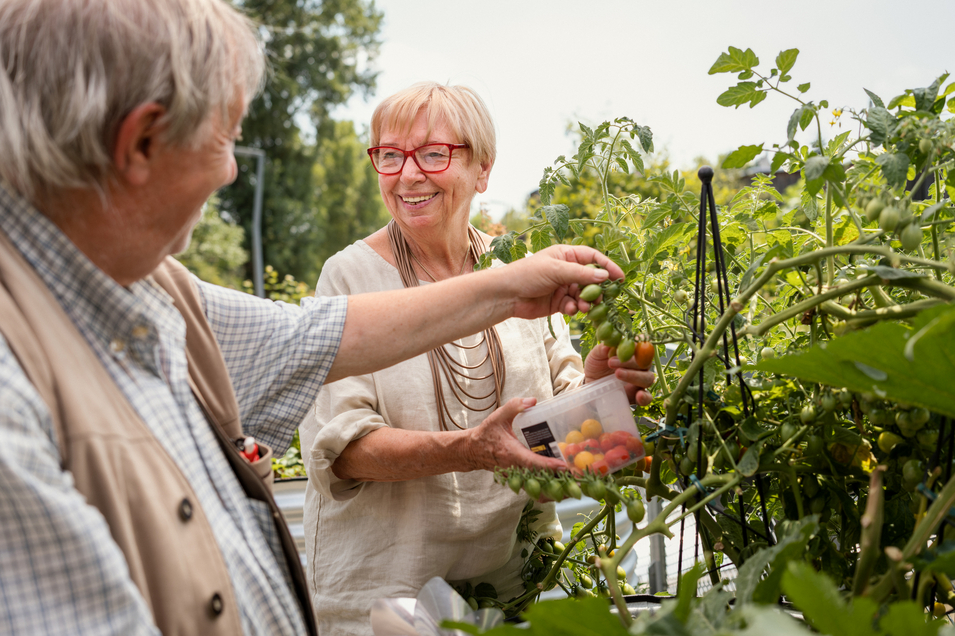 Eine Seniorin und ein Senior stehen im Garten und ernten Tomaten. Sie lächeln sich dabei an