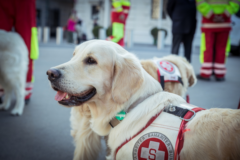 Therapiehund im Fokus, Hintergrund Menschen mit Uniform