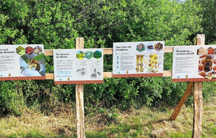 Informationstafeln über Bienen, Bestäuber und das Leben von Honigpflanzen.