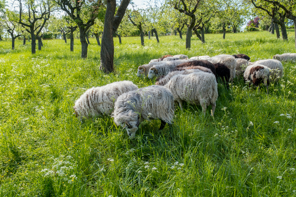 Eine Herde von Schafen grast auf einer grünen Wiese, umgeben von Obstbäumen. Die Schafe haben dichtes, wolliges Fell in verschiedenen Farbtönen. Sonnenlicht fällt durch die Baumkronen, und der Himmel ist klar.
