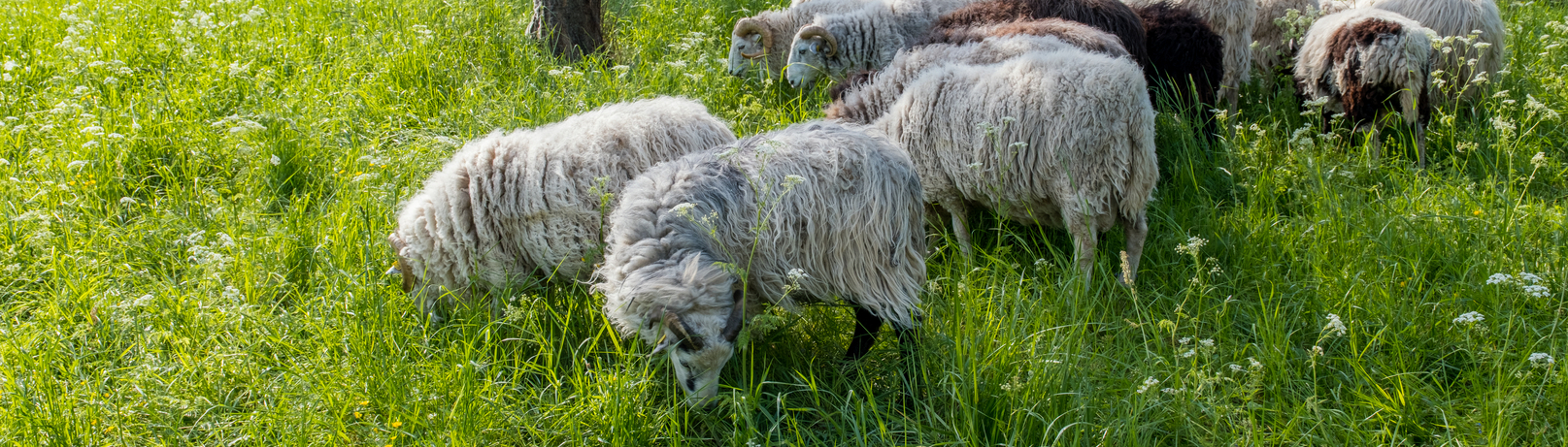Eine Herde von Schafen grast auf einer grünen Wiese, umgeben von Obstbäumen. Die Schafe haben dichtes, wolliges Fell in verschiedenen Farbtönen. Sonnenlicht fällt durch die Baumkronen, und der Himmel ist klar.
