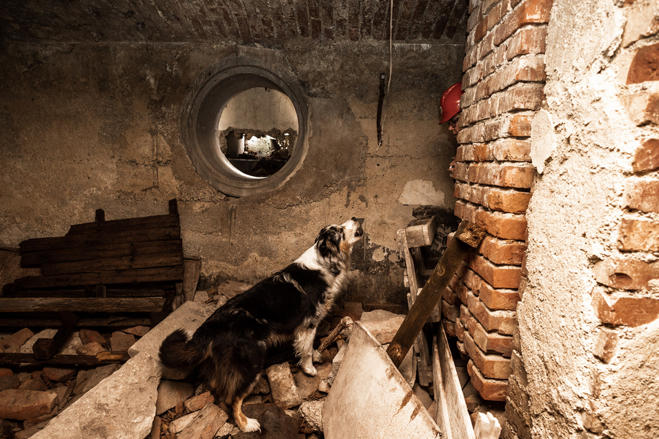 Rettungshund schlägt Alarm in verschüttetem Haus