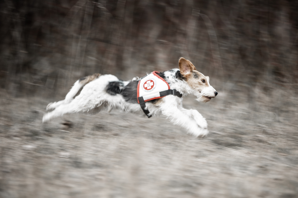 Rettungshund läuft