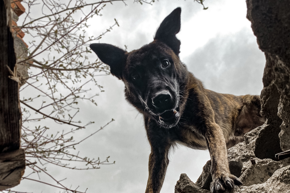 Rettungshund sieht von oben in die Kamera