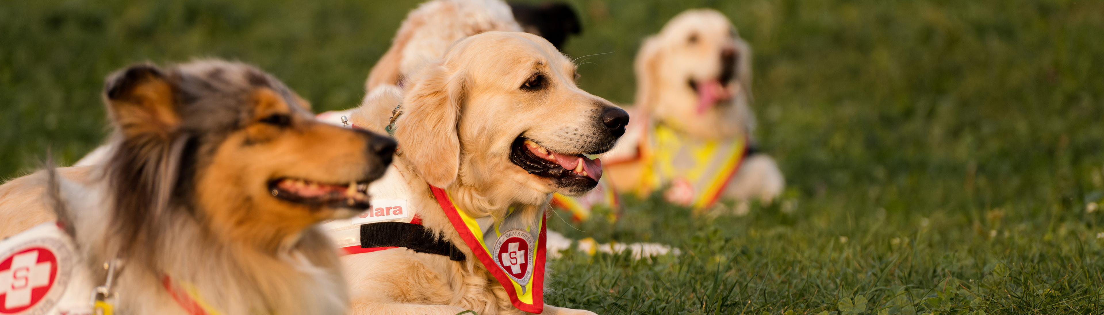 Fünf Hunde mit Samariter-Halstuch liegen in Wiese