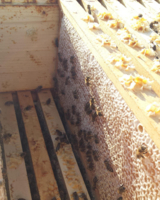 Detailansicht in einen Bienenstock