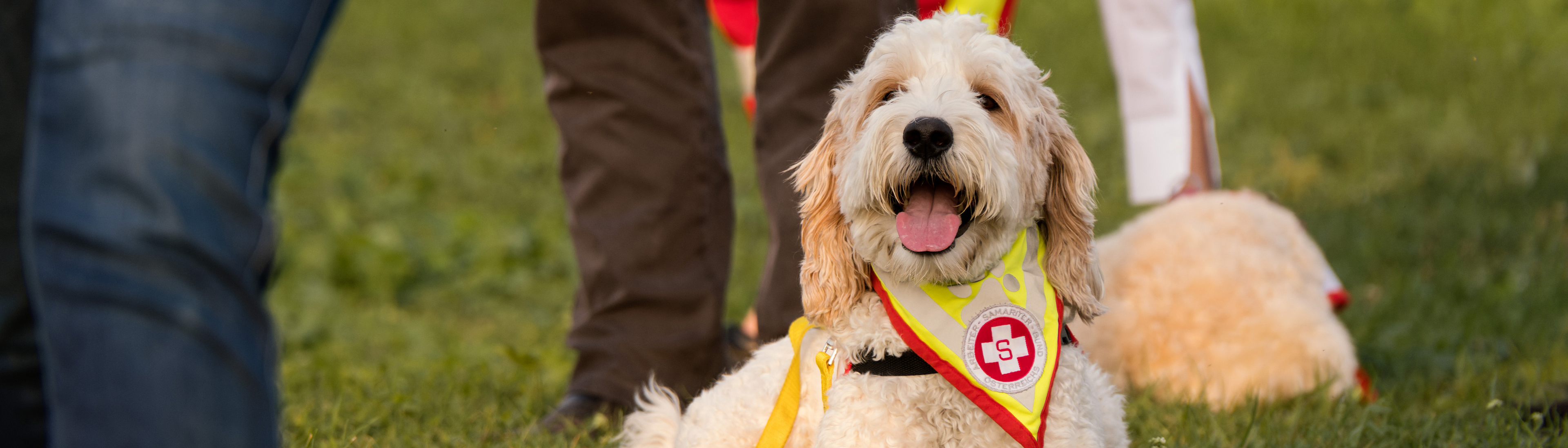 Kleiner Besuchs- und Therapiehund mit Samariter-Halsband liegend auf Wiese
