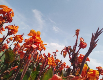 Bild von roten Blumen und Himmel, von einem Kind aus dem Workshop gemacht