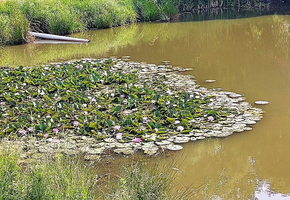 Seerosen auf grünen Blättern in ruhigem Wasser.