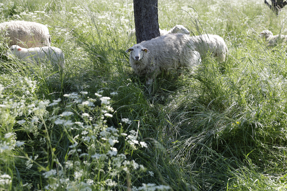 Schafe grasen in hohem Gras unter einem Baum.