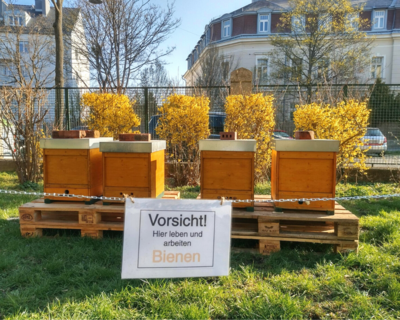 Foto von vier Bienenstöcken die in einem Garten stehen, grünes saftiges Gras, dahinter Büsche mit gelben Blumen, im Hintergrund Häuser