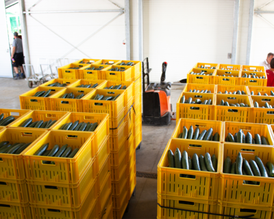 gelbe Kisten in einer Lagerhalle, alle voll gepackt mit Gurken