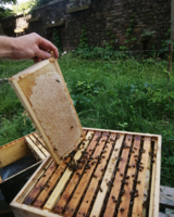 Einblick in einen Bienenstock