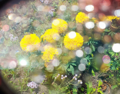 Gelbe Blumen von oben fotografiert, Wassertropfen auf der Linse der Kamera