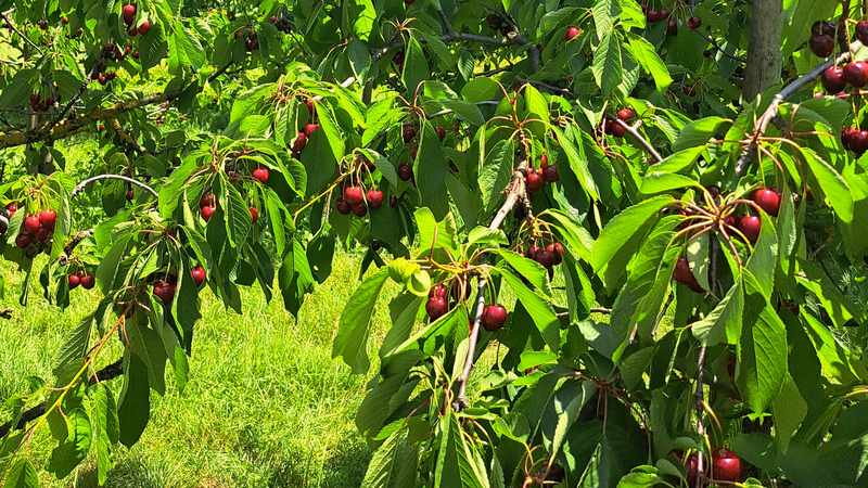 Ein Obstgarten mit Kirschbäumen unter einem blauen Himmel.