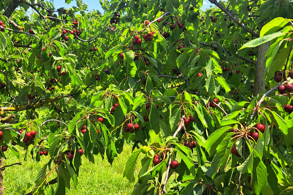 Ein Obstgarten mit Kirschbäumen unter einem blauen Himmel.