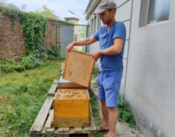 Ein Imker steht beim Bienenstock. 